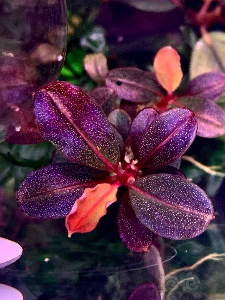 再帮朋友出个丸子11红脉玉