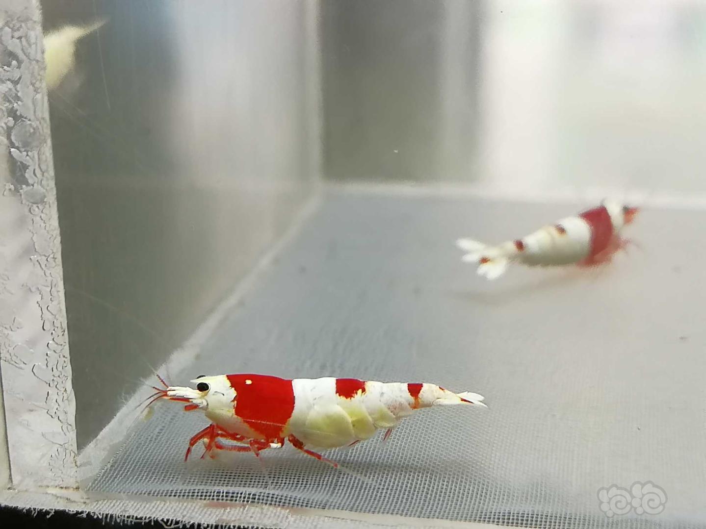 【虾】2020-09-15#RMB拍卖#红白纯血水晶虾一份2只-图6