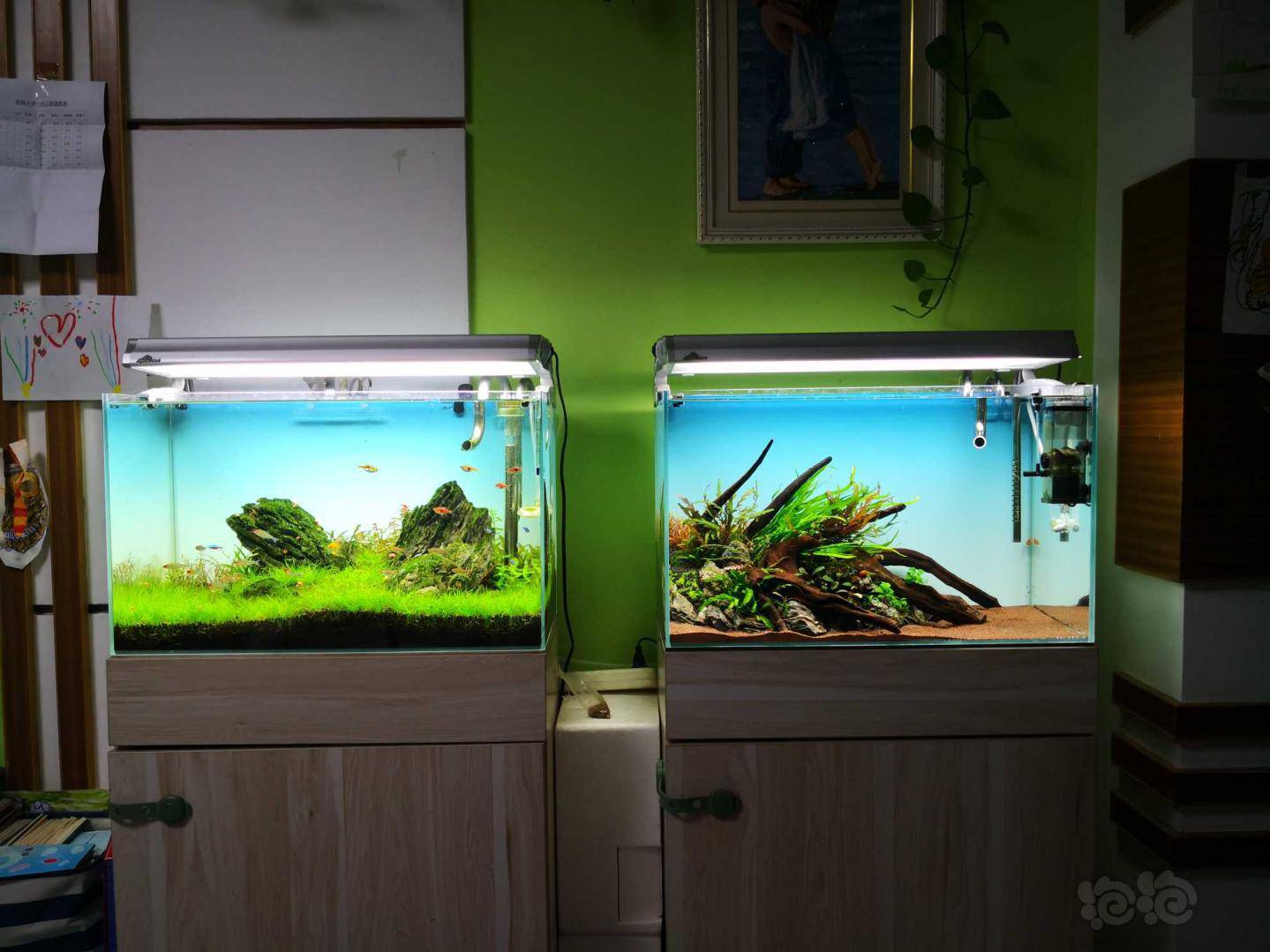 水草造景和种植 翻俩虾缸整整景已有1人评分 贝壳 理由  5 [奖励帖子]