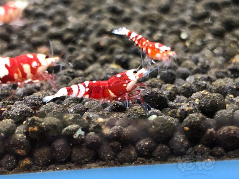 【虾】2020-09-26#RMB拍卖红宝石花虎一对2只-图4