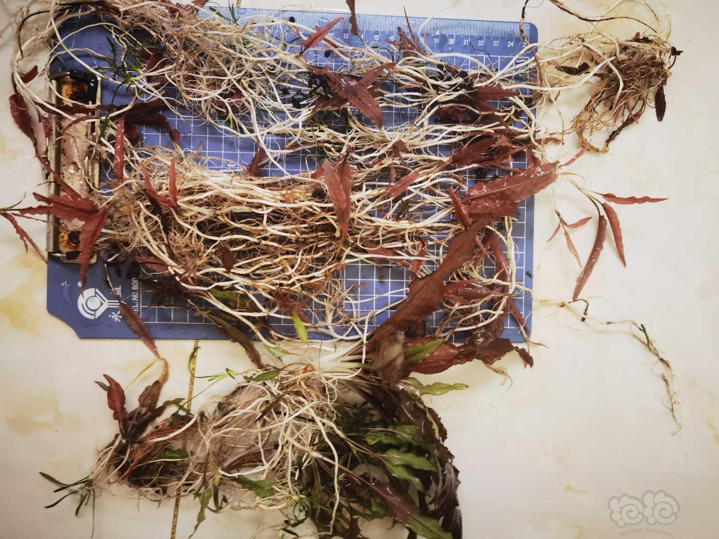 翻缸出迷你椒，火烈鸟，印尼圣翠，窄叶虎纹-图3