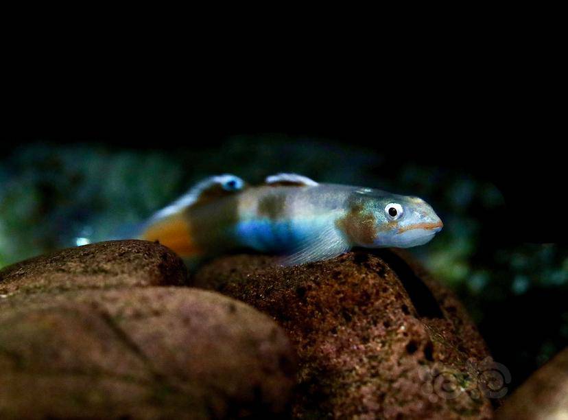 美丽的蓝肚韧虾虎