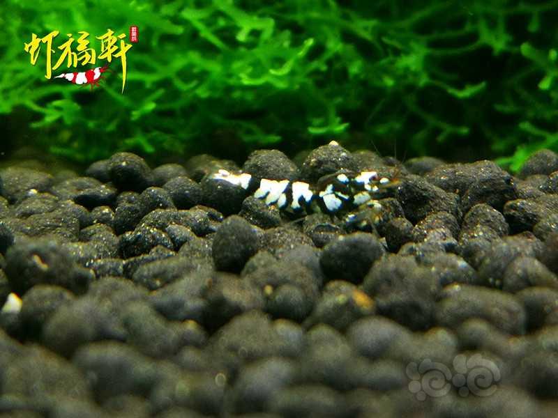 【虾】2020-09-29#RMB拍卖#黑花虎小苗5只-图4