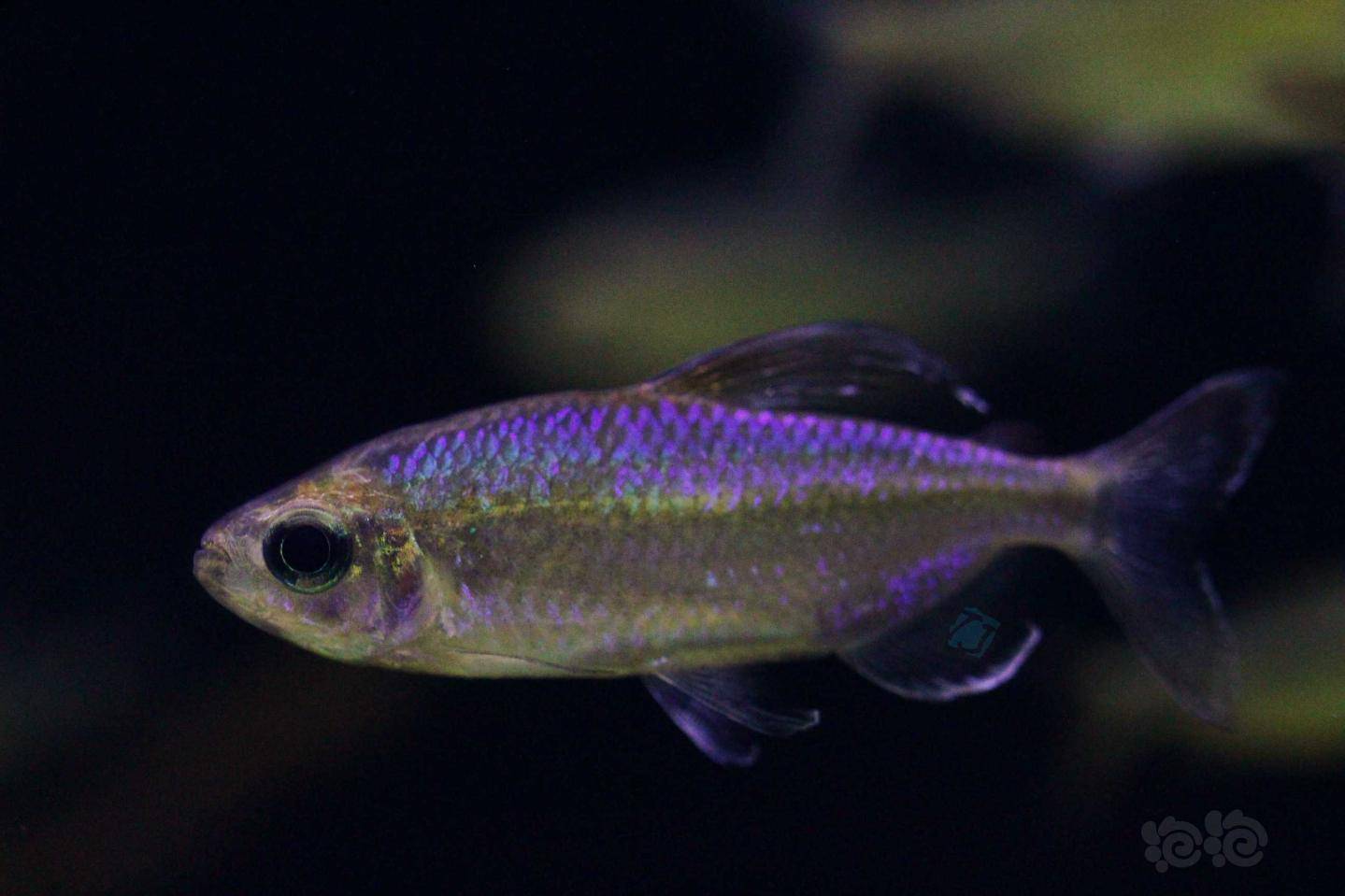 其它超级彩虹刚果