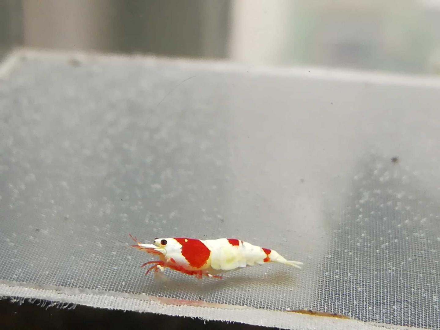 【虾】2020-09-9#RMB拍卖#红白纯血水晶虾一份2只-图9