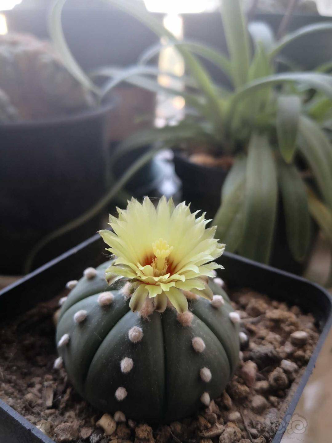 仙人掌 琉璃兜之花 泡泡水族