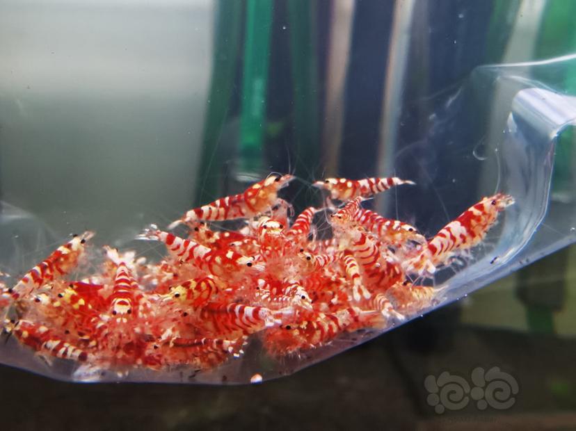 【虾】2020-09-24RMB拍卖红花虎淘汰幼虾一组100只-图2