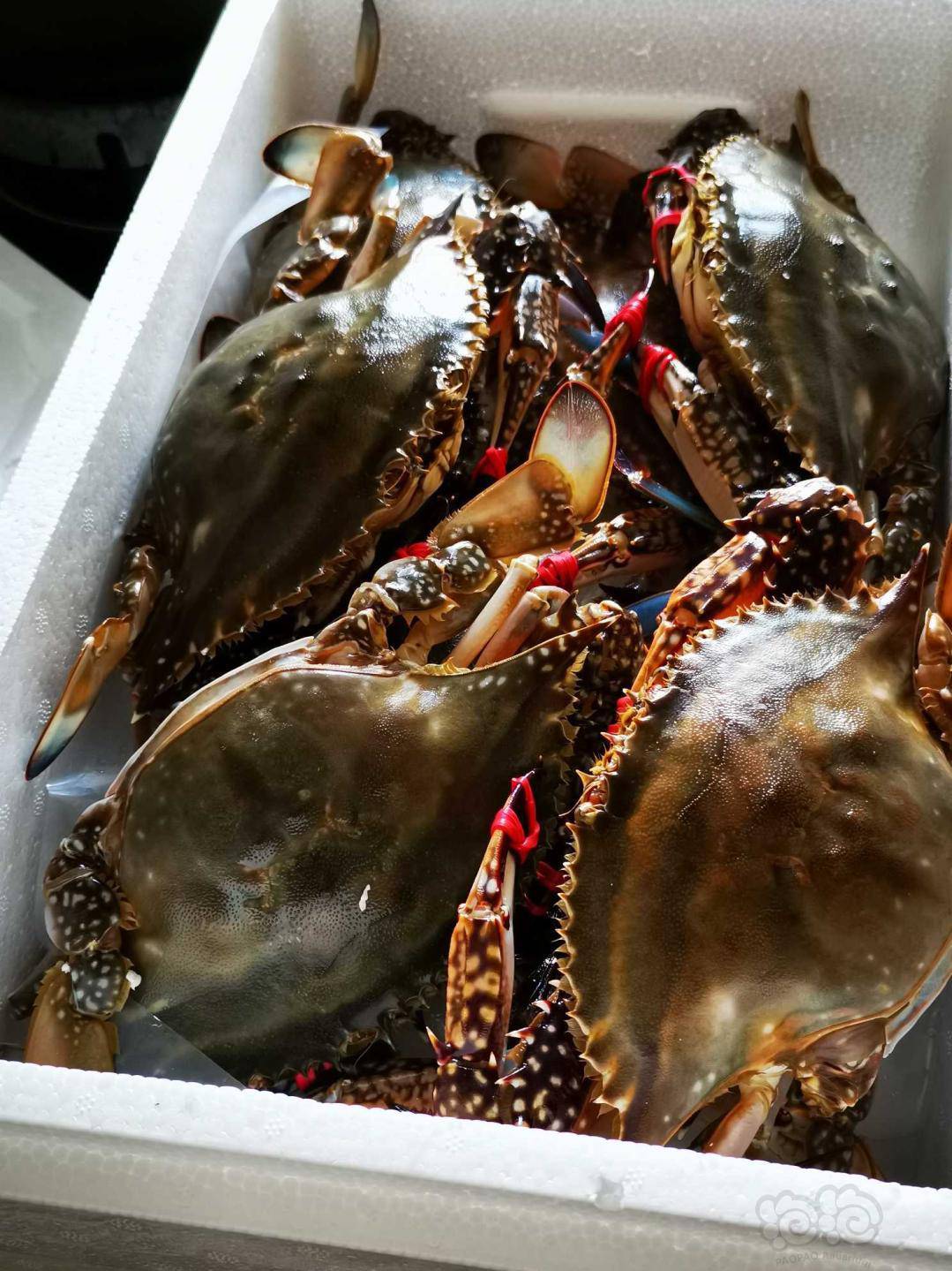 莱州湾的梭子蟹