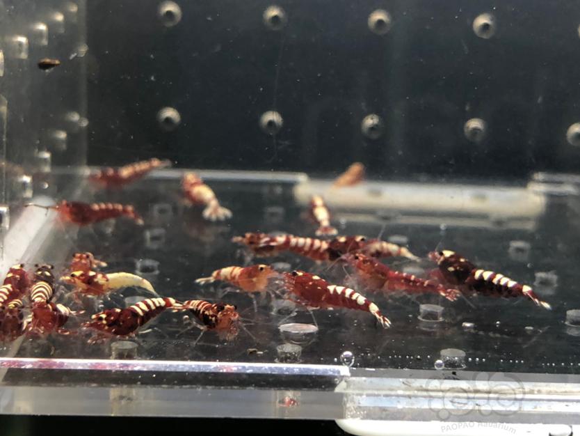 【虾】2020-9-24#RMB拍卖深色系红银河30幼虾只-图1