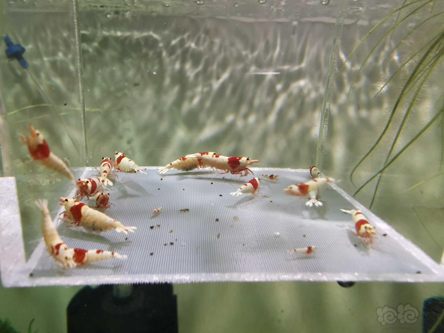 【虾】2020-9-24#RMB拍卖#纯血红白水晶虾一份20只公母对半，15只成虾，5只新成，送3只-图1
