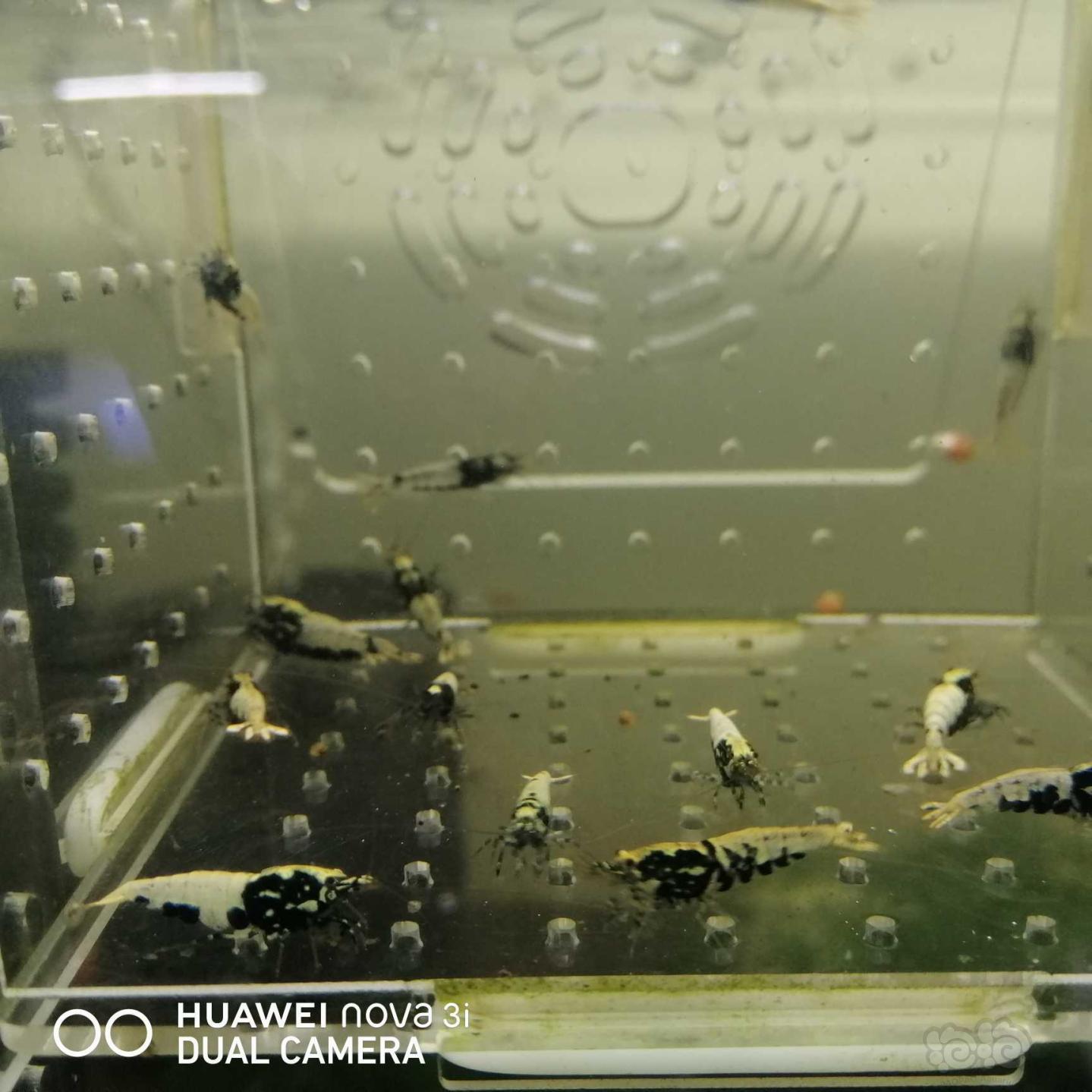 【虾】2020-09-18#RMB拍卖蟒淘汰水晶虾18只-图5