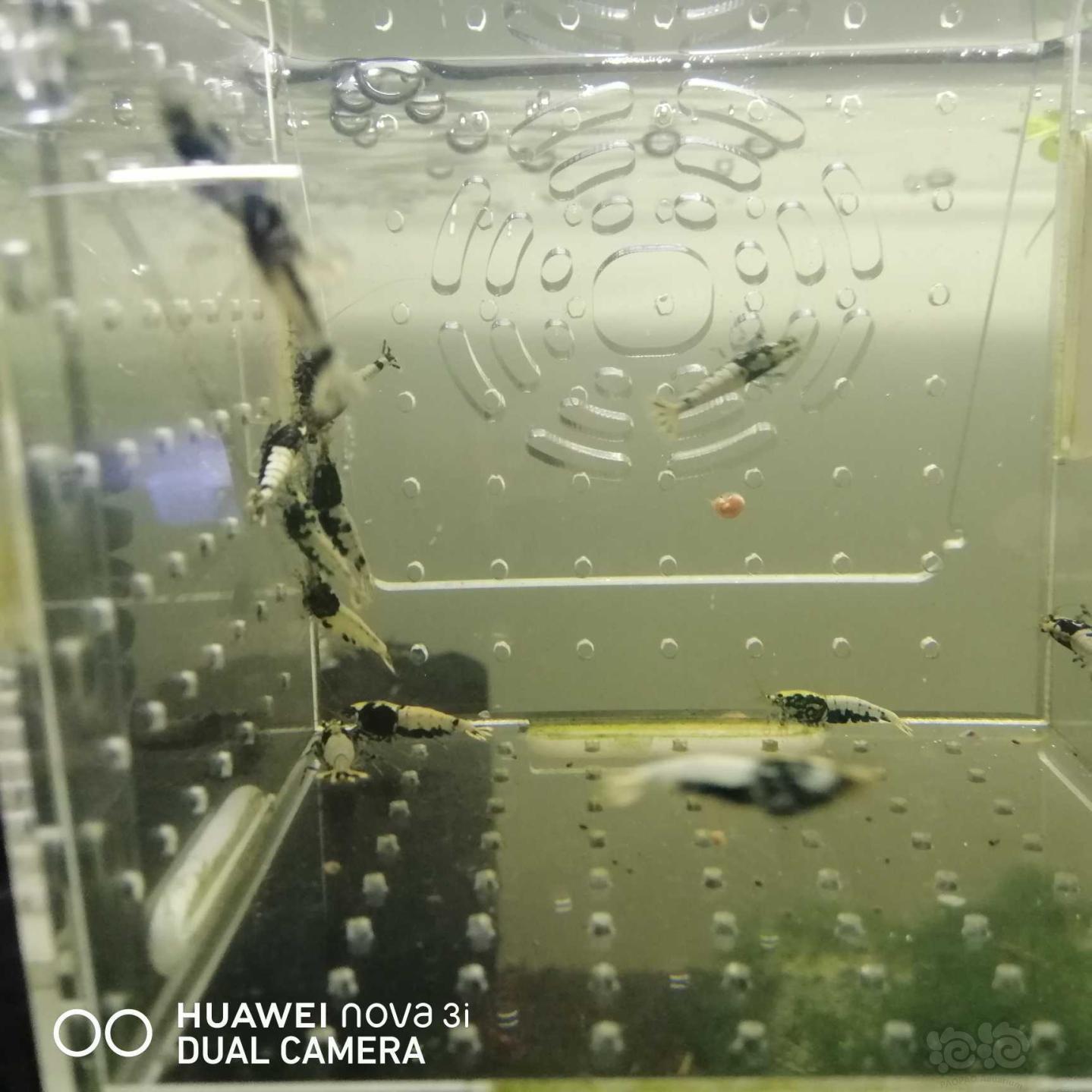 【虾】2020-09-18#RMB拍卖蟒淘汰水晶虾18只-图2
