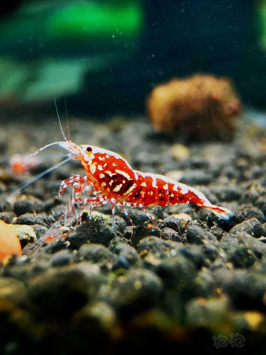 【虾】2020-9-18#RMB拍卖#红银河星钻水晶虾一份4只-图3