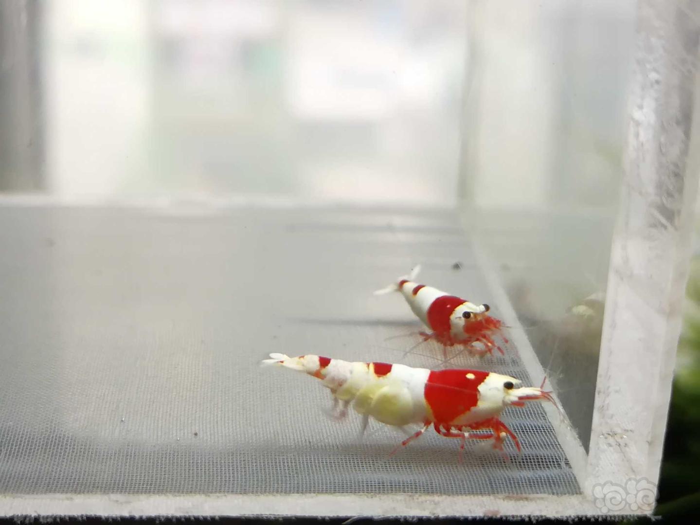 【虾】2020-09-15#RMB拍卖#红白纯血水晶虾一份2只-图8
