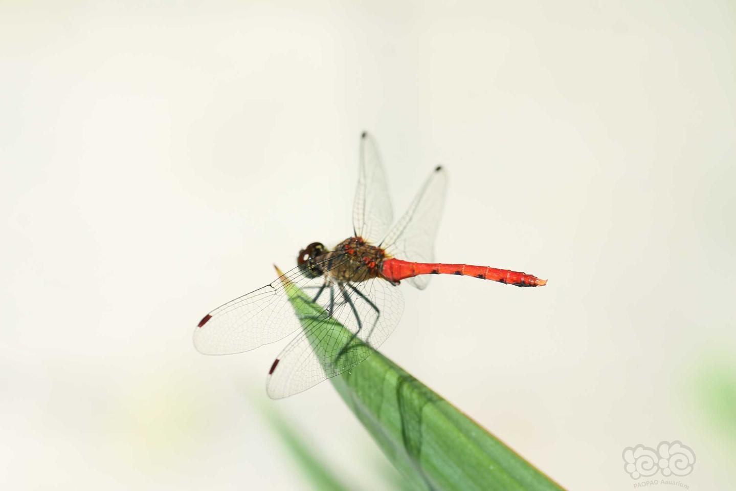 世界上最美的蜻蜓图片