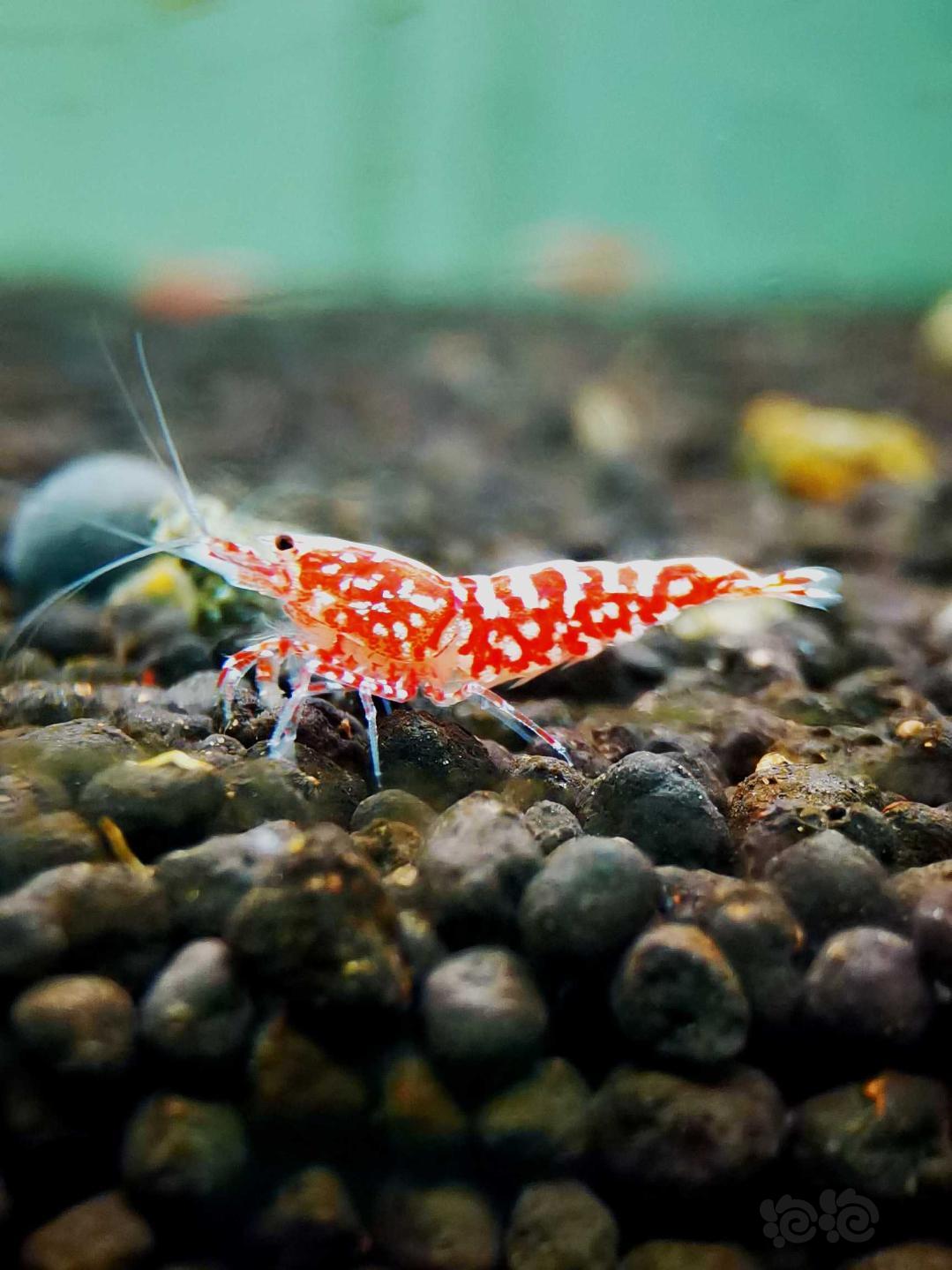 【虾】2020-9-18#RMB拍卖#红银河星钻水晶虾一份4只-图4