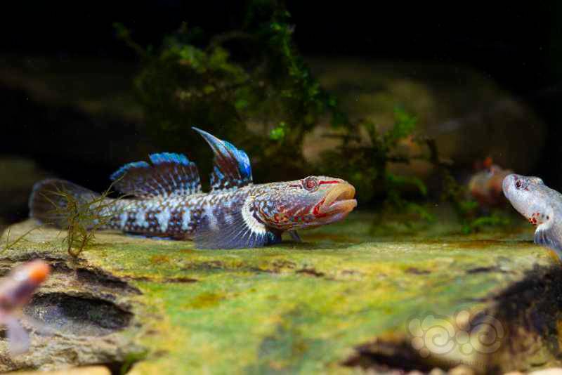 纹腮虾虎漂不漂亮