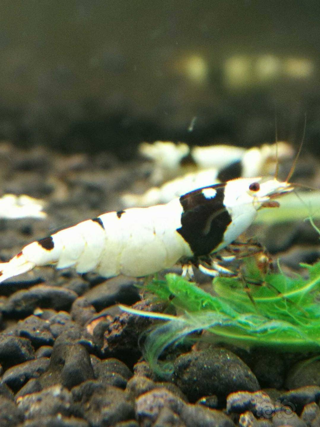 20200906rmb拍卖黑白水晶虾繁殖组1公3母