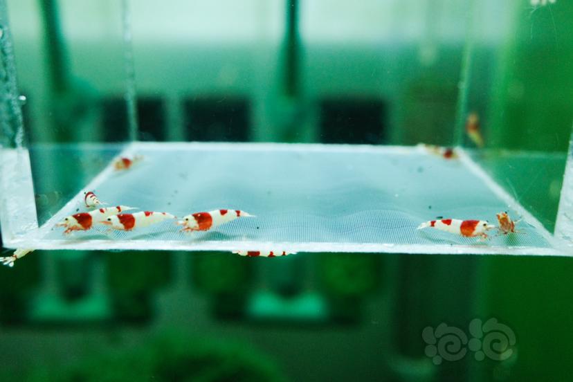 【虾】2020-09-16#RMB拍卖纯血红白水晶虾10只-图3