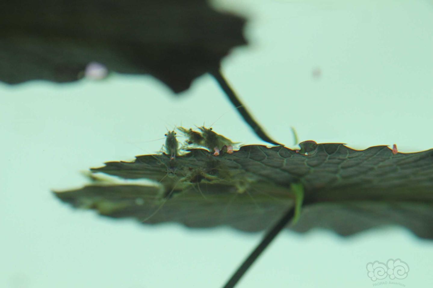 蹲在莲叶上的虾-图1