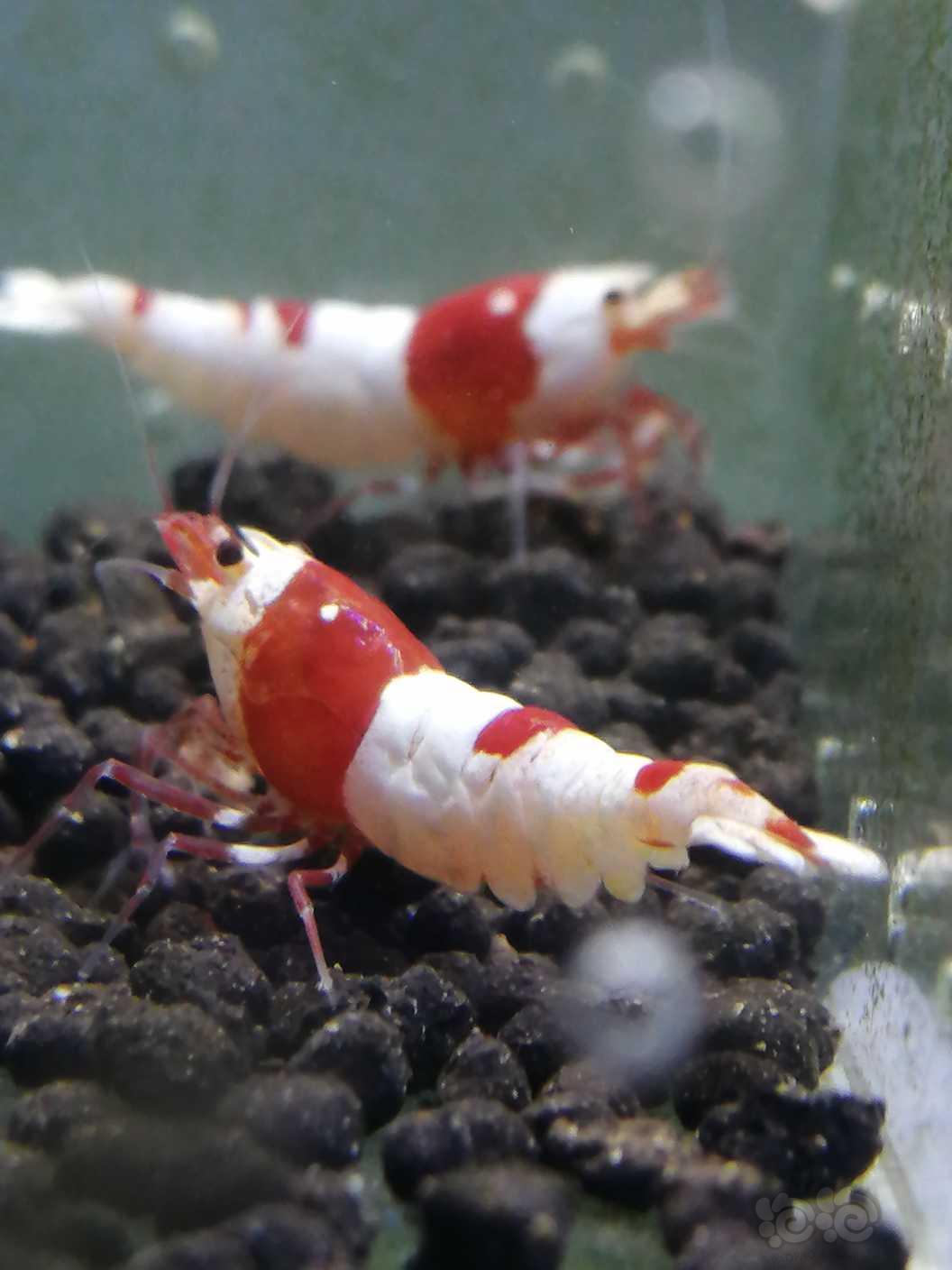 【虾】2020-9-23#RMB拍卖红白水晶虾-图2