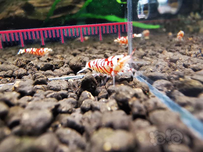 【虾】2020-9-24#RMB拍卖#太极红花虎公虾一份一只-图3