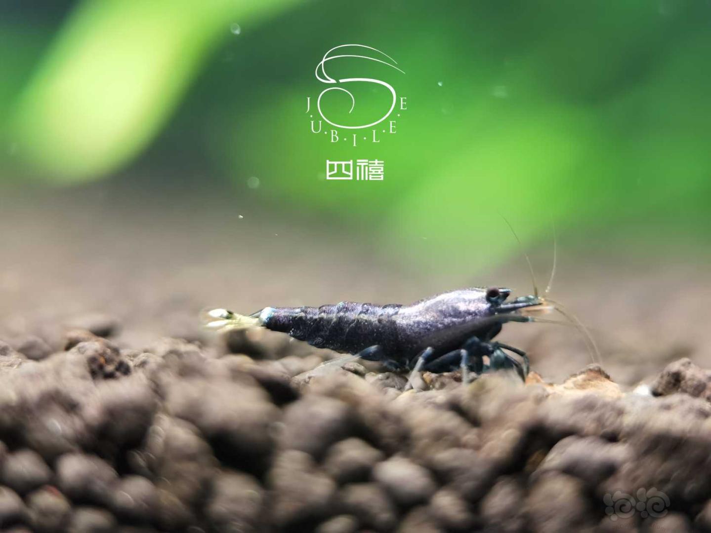 【虾】2020-09-30#RMB拍卖金属紫小虾3只-图1