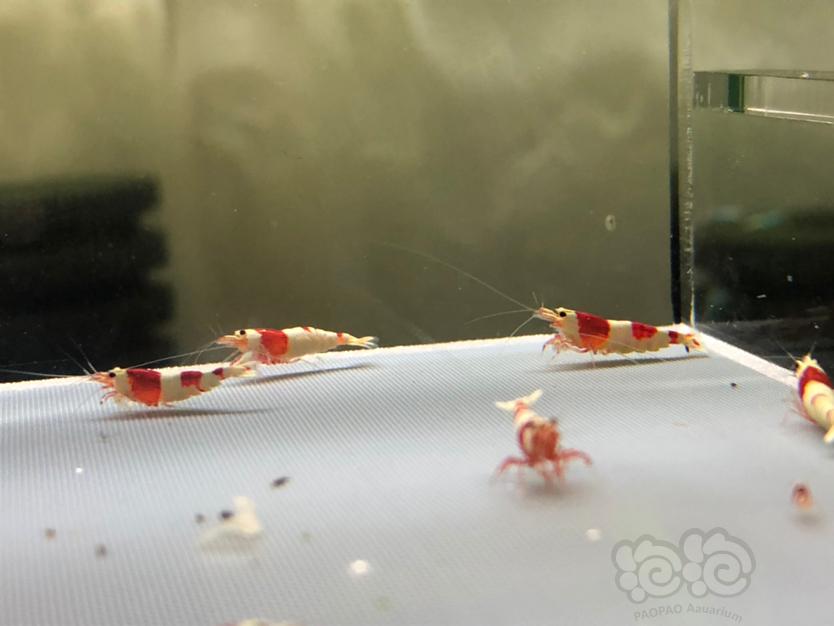 【虾】2020-9-28 RMB拍卖 系统红白6只-图1