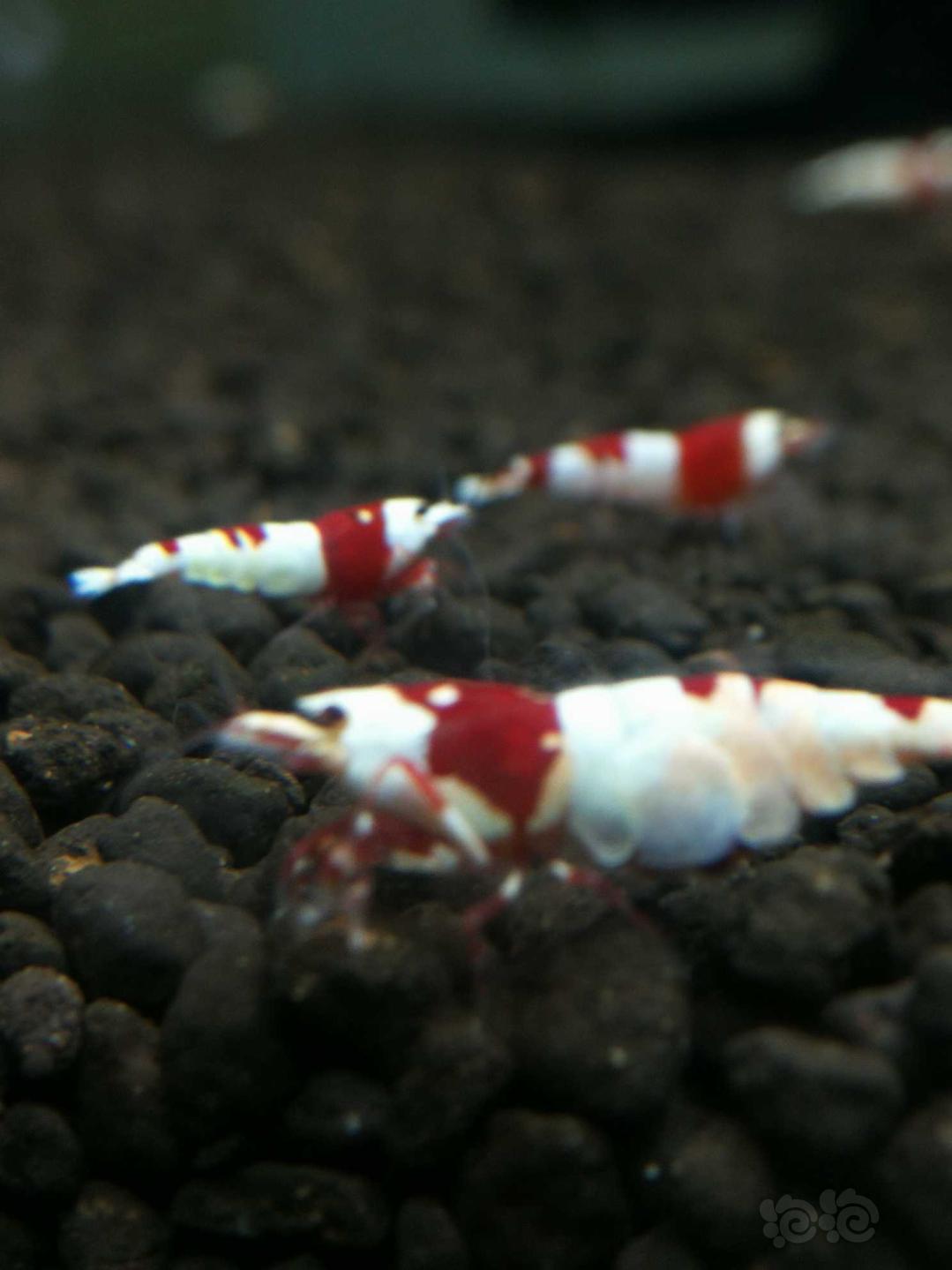 红色系品种水晶虾-图8