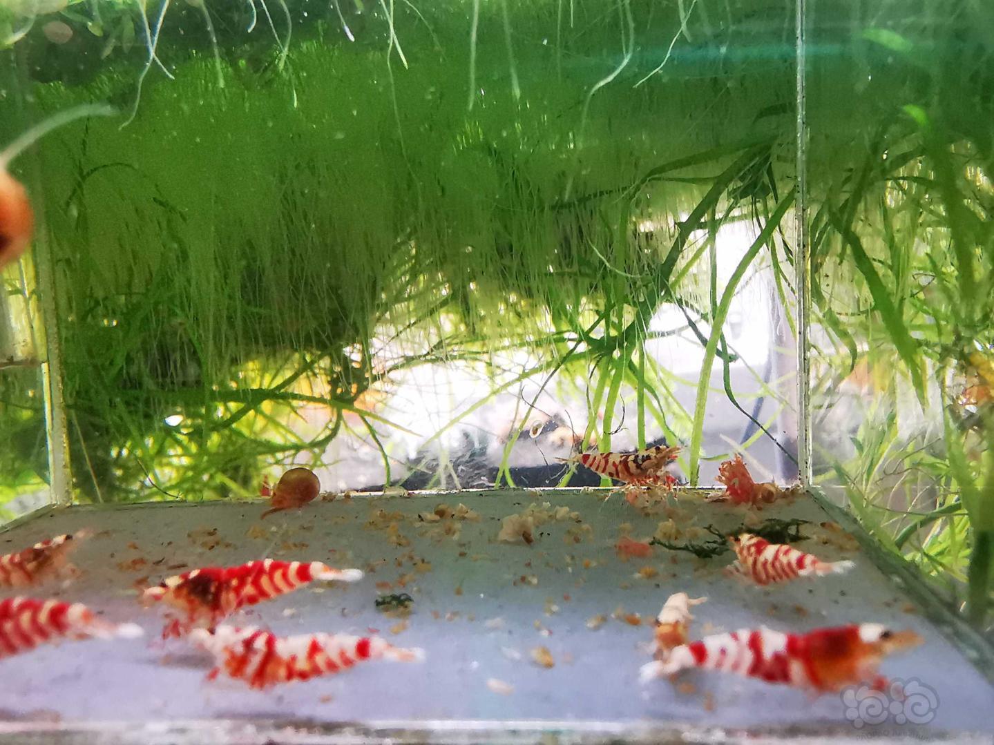【虾】2020-09-14#RMB拍卖#太极红花虎水晶虾8只-图4