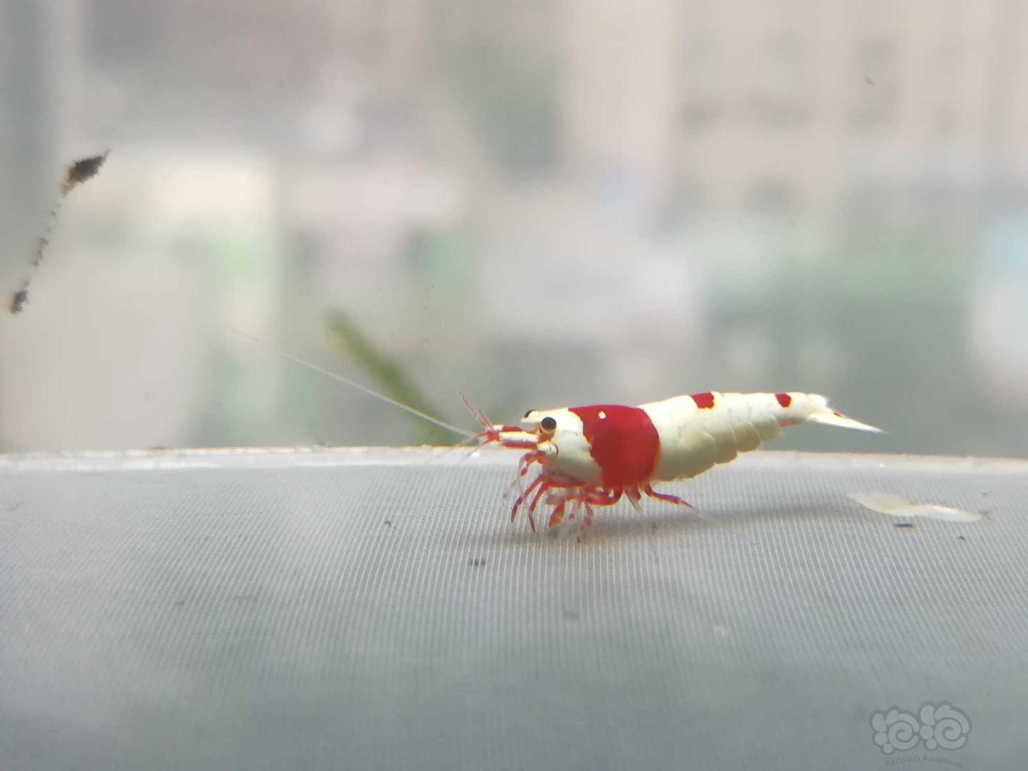 【虾】2020-9-08#RMB拍卖#红白纯血水晶虾一份2只-图5