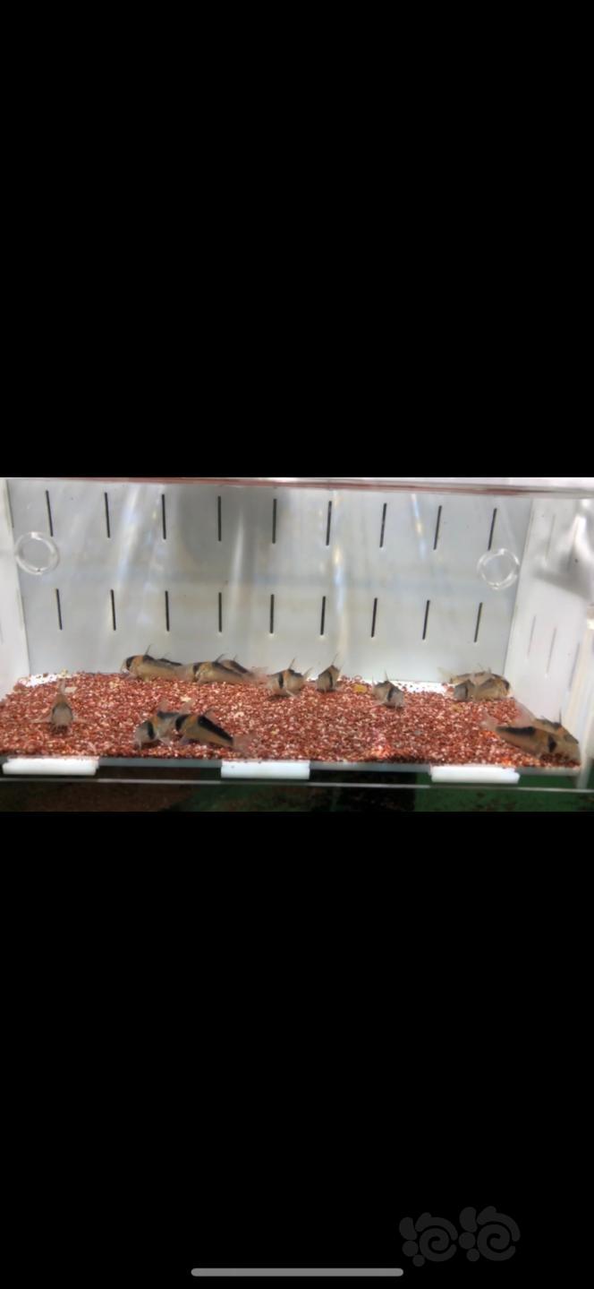 【热带鱼】出售异型，鼠鱼，漂浮隔离盒，繁殖盒，育苗盒-图1