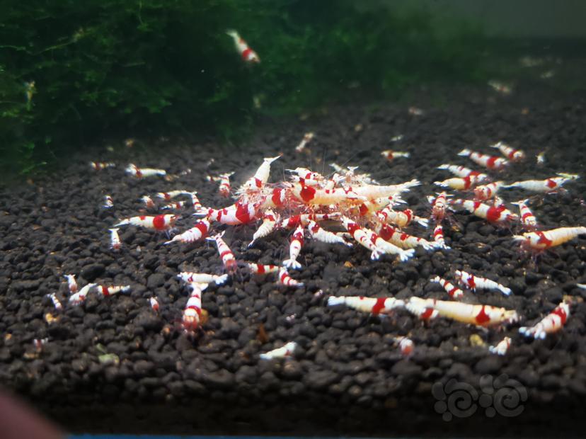 【虾】2020-09-24RMB拍卖红白纯血幼虾一组100只-图2