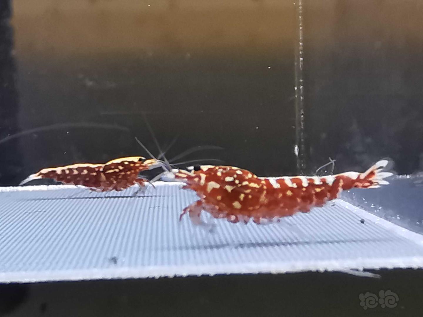 【虾】2020-09-12#RMB拍卖#红银河星钻水晶虾一份5只-图3