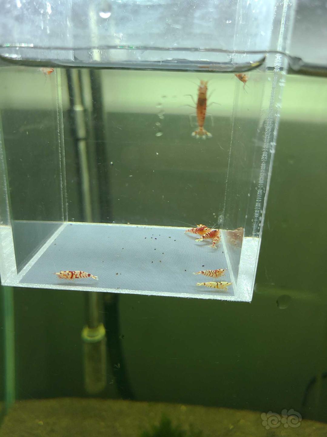 【虾】2020-09-21#RMB拍卖红花虎10只-图5