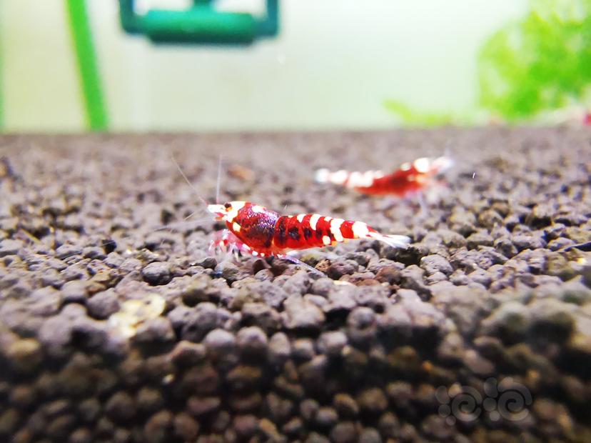 【虾】2020-09-13#RMB拍卖金属红幼虾一组4只-图1