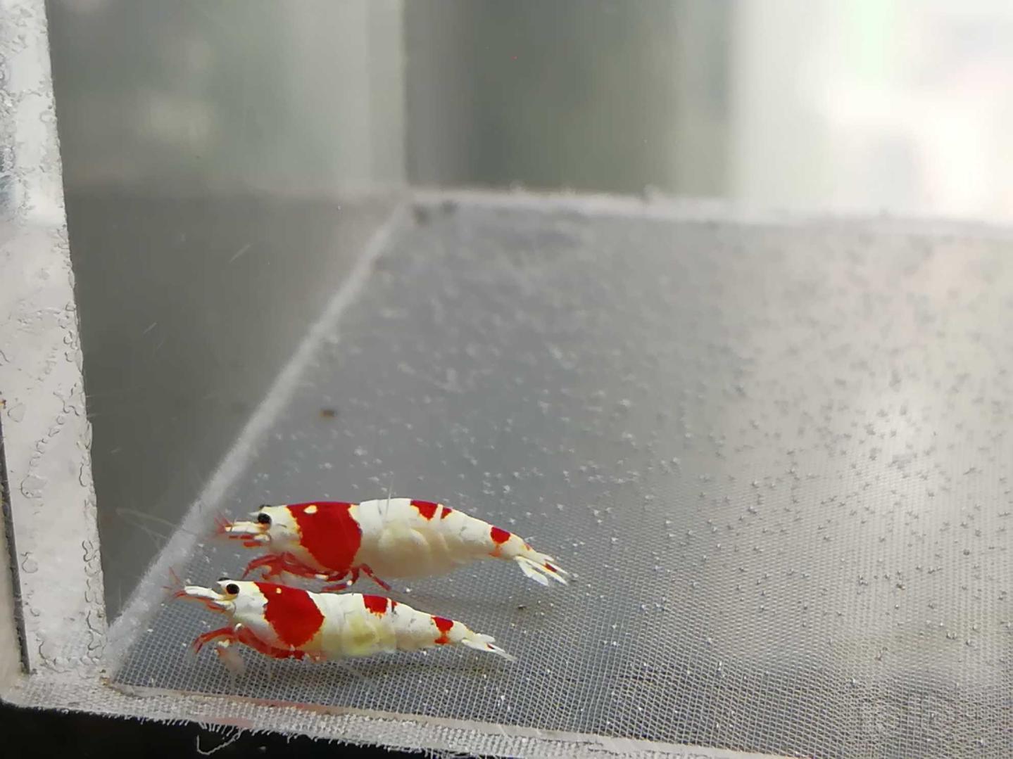 【虾】2020-09-9#RMB拍卖#红白纯血水晶虾一份2只-图7