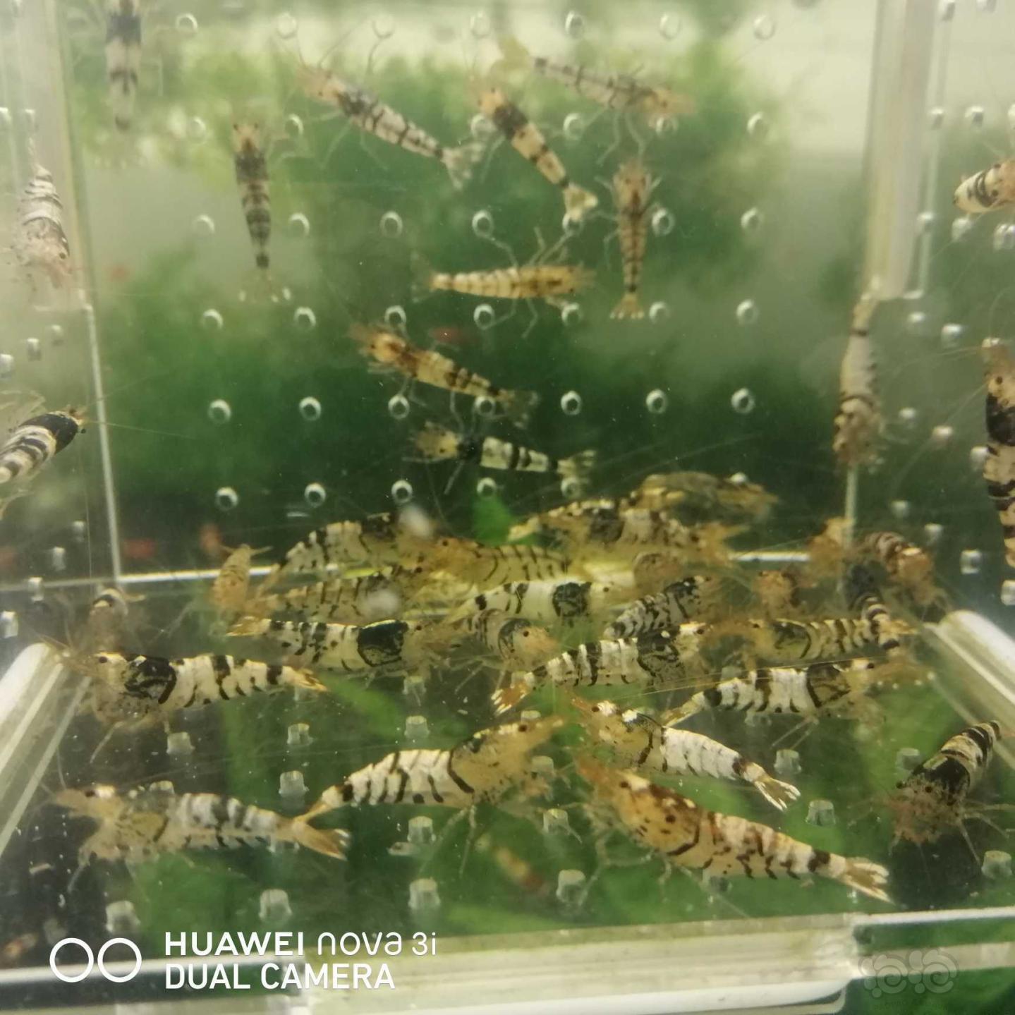 【虾】2020-09-20#RMB拍卖虎纹水晶虾40只-图3