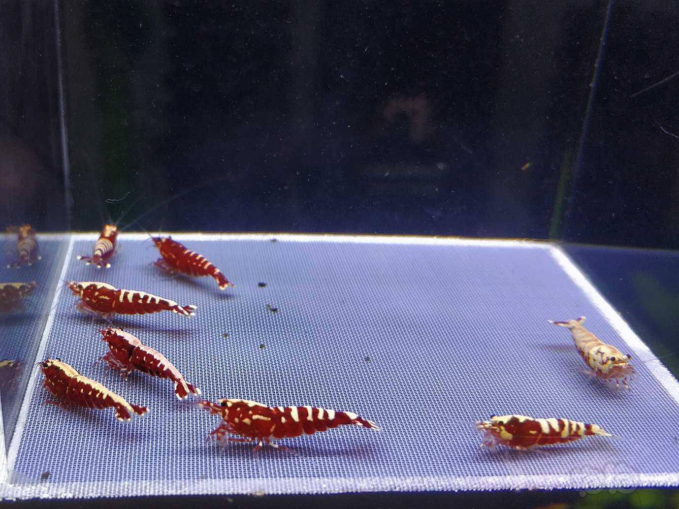 20200906rmb拍卖红银河水晶虾10只