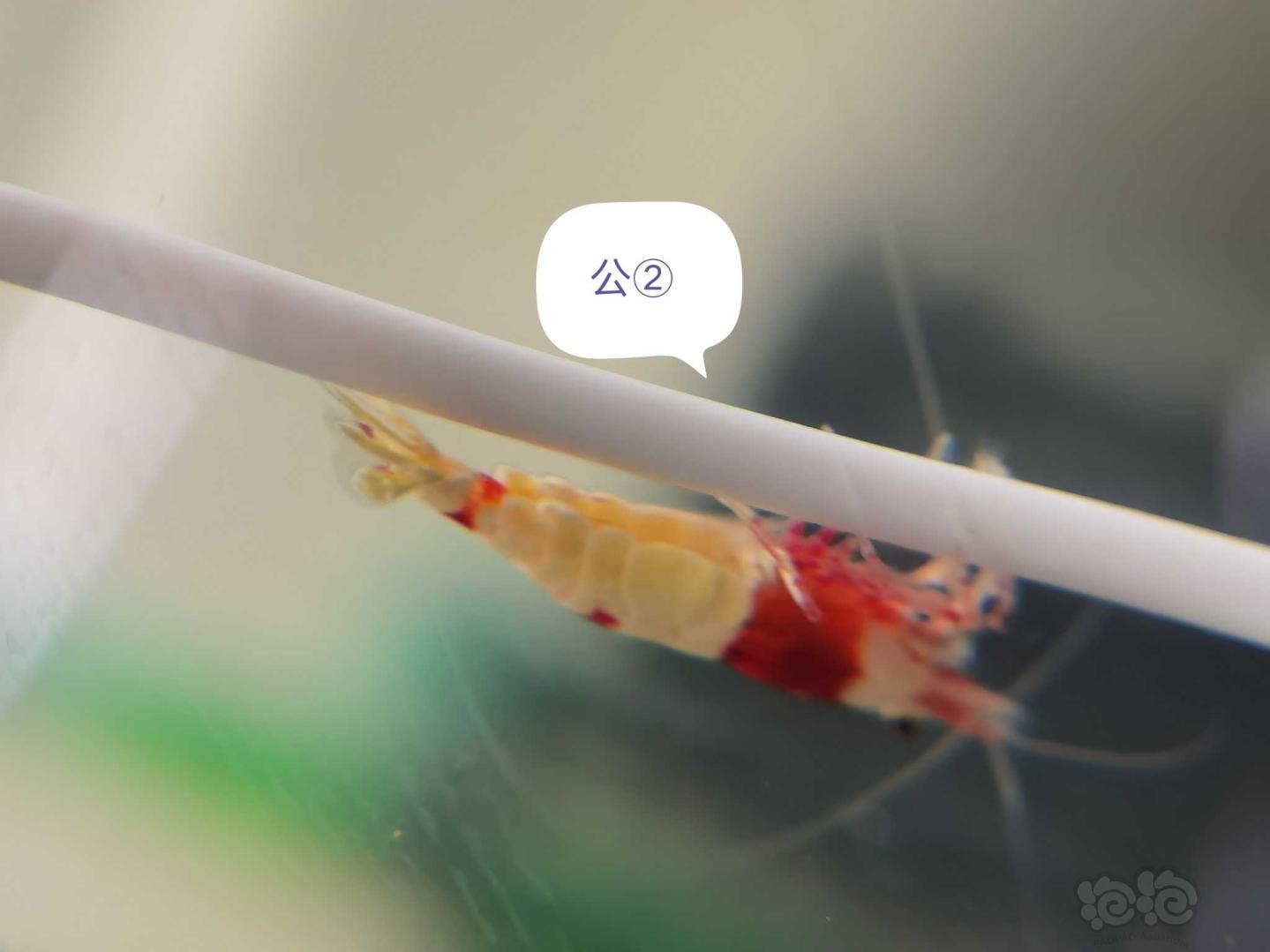 【虾】2020-09-10#RMB拍卖纯血红白亚成繁殖组3公4母-图2
