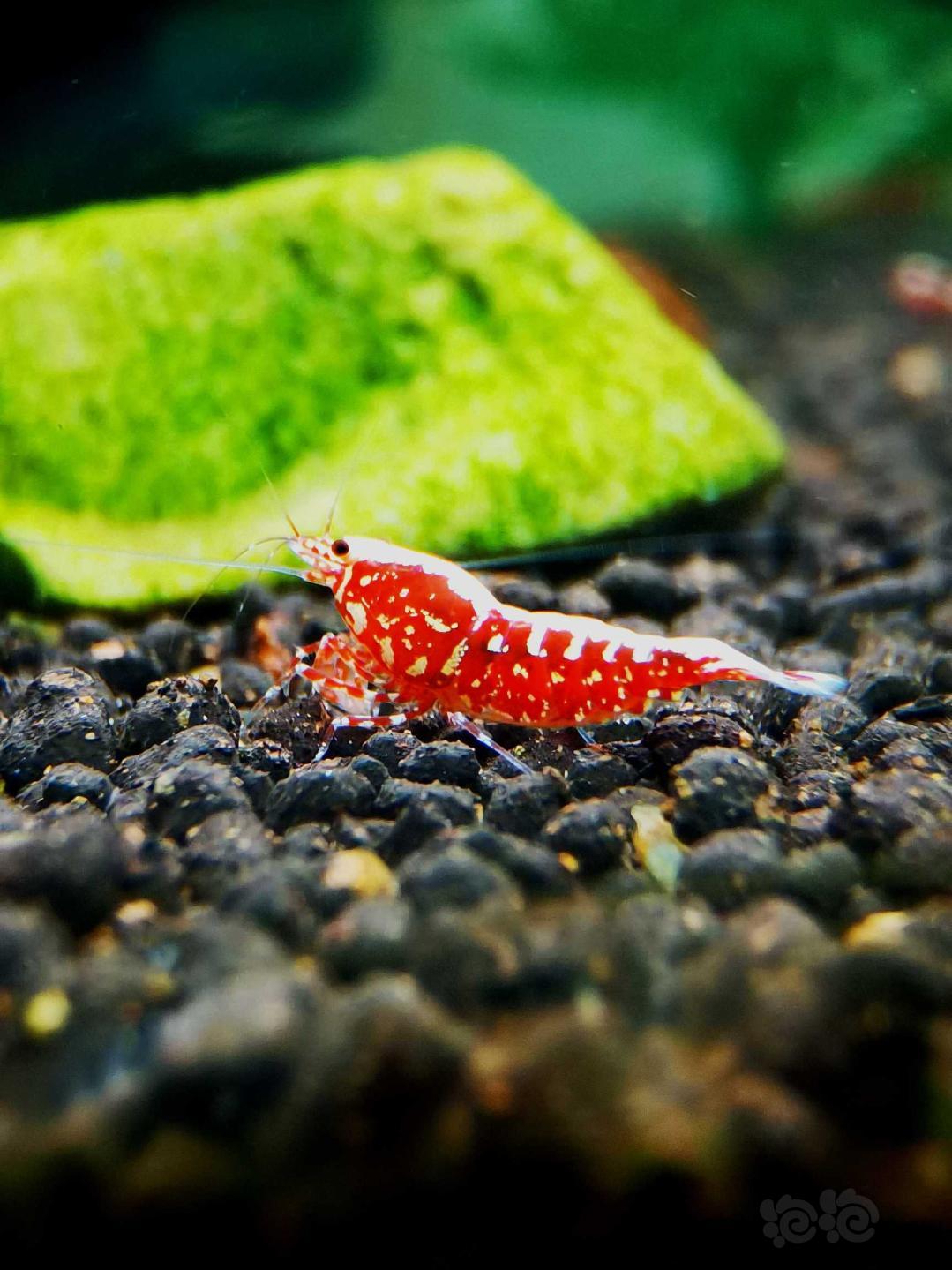 【虾】2020-9-15#RMB拍卖#红银河星钻水晶虾繁殖组一份4只-图4
