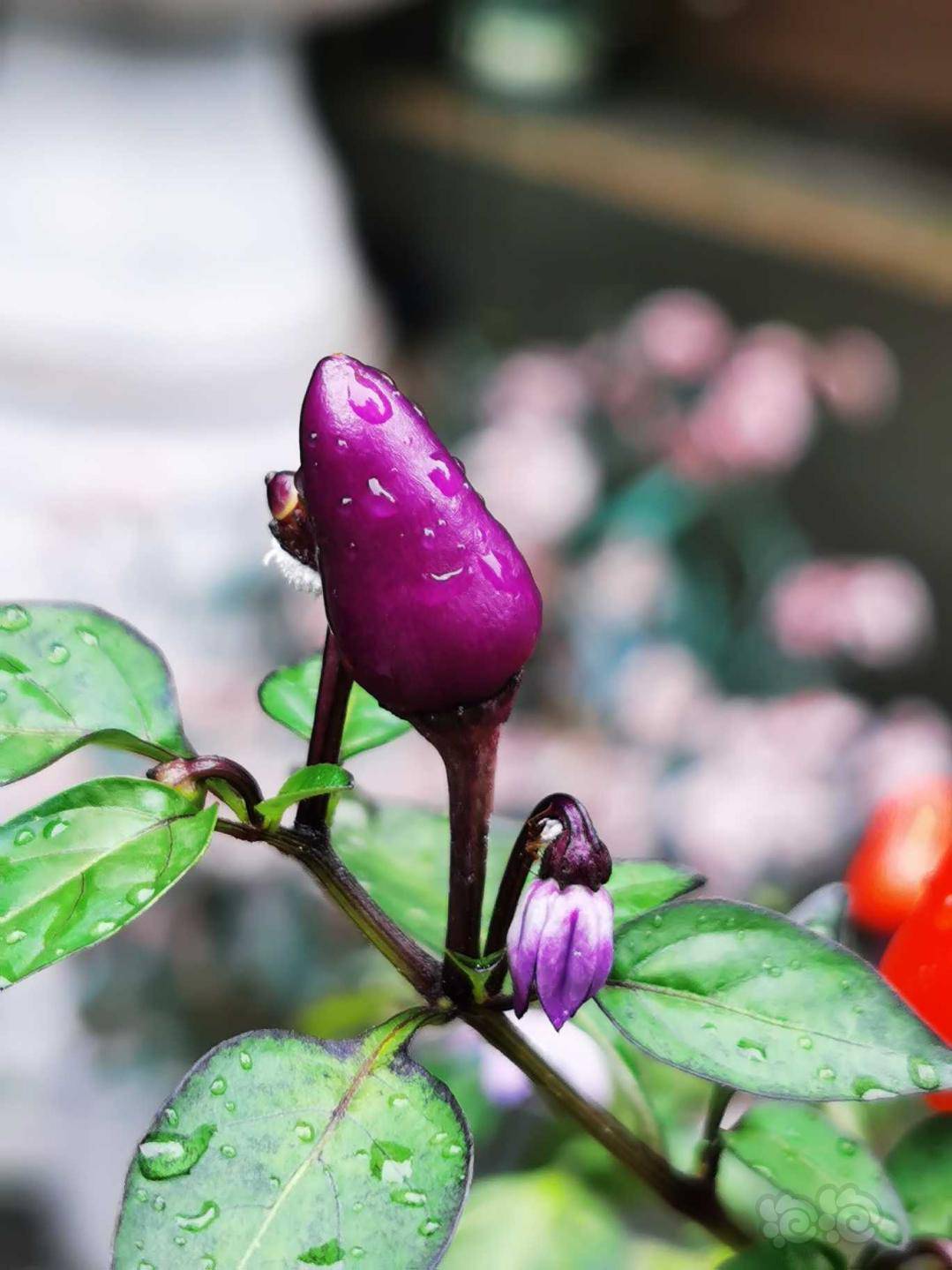 彩虹椒,彩虹椒-图2