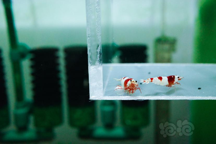 【虾】2020-09-12#RMB拍卖纯血红白水晶虾一公一母繁殖组-图1