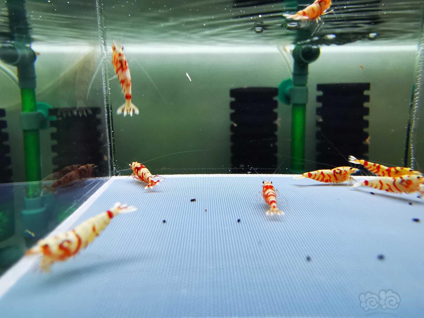 【虾】2020-9-3#RMB拍卖#红花虎压成繁殖组一份8只：-图2