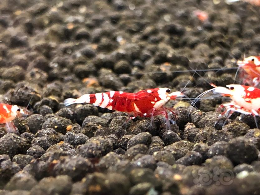 【虾】2020-09-26#RMB拍卖红宝石花虎一对2只-图6