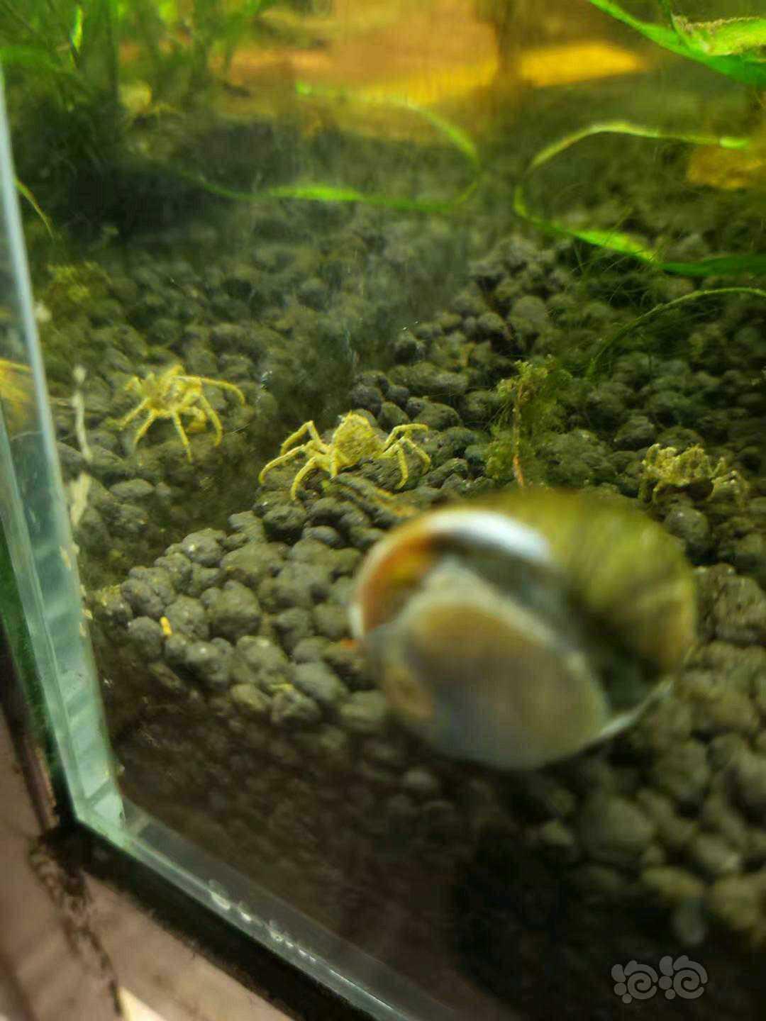 迷你蜘蛛蟹，极火虾，金背虾，蓝宝石虾，挖耳，趴地-图1