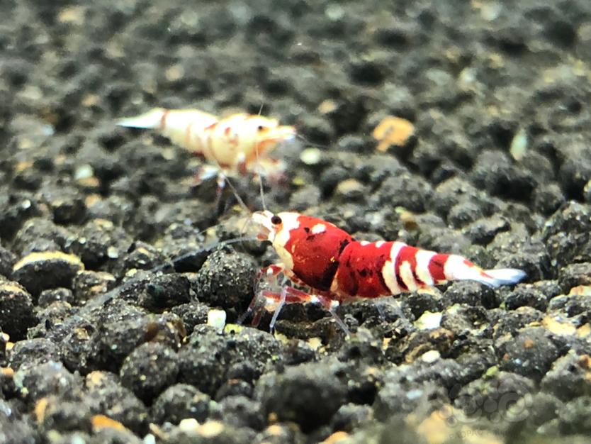 【虾】2020-09-20#RMB拍卖红宝石花虎一对2只-图5