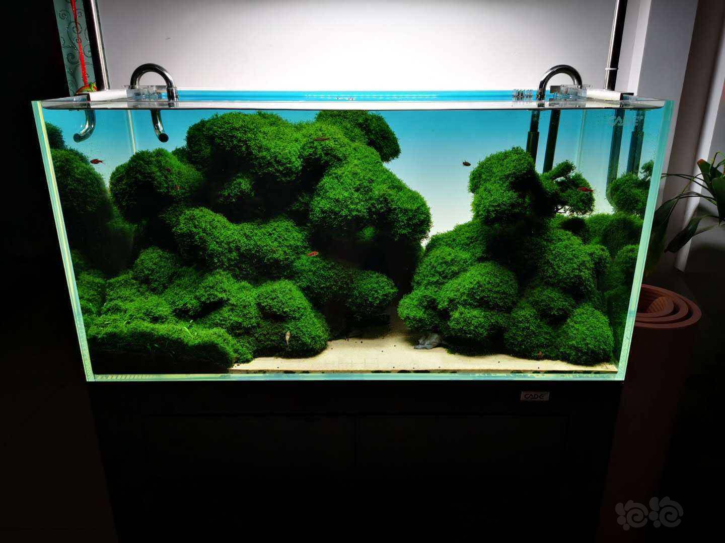 珊瑚莫斯缸欣赏