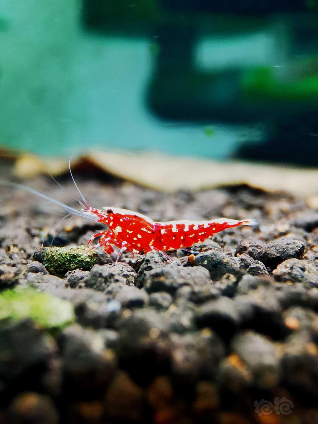 【虾】2020-9-15#RMB拍卖#红银河星钻水晶虾繁殖组一份4只-图6