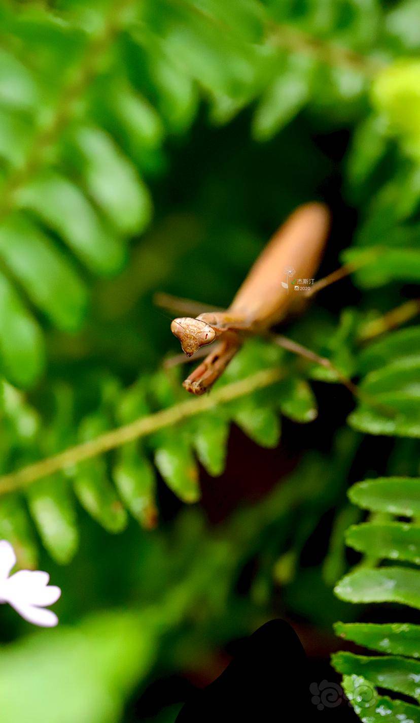 小螳螂939393 - 泡泡水族